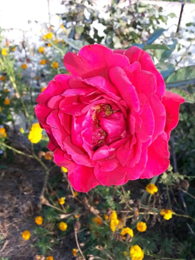 Ultimate Freedom Bed And Breakfast Santa Cruz Bed & Breakfast